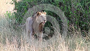 A male maned lion standing