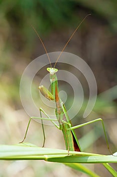 Male mantis