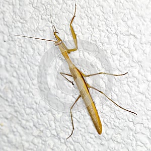 A male Mantis sits on a white wall
