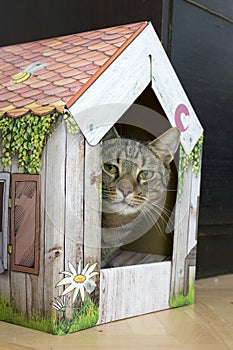 Funny marble cat in carboard handcraft house