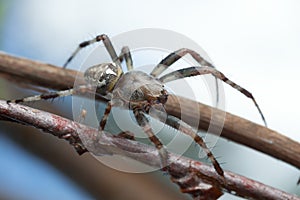 Male marbled Orb-weaver, Araneus marmoreus