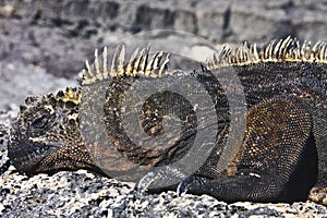 Male of marine iguana