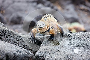 Male marine iguana