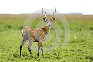 Male Marsh Deer Blastocerus dichotomus