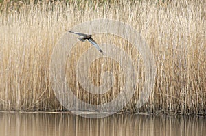 A male marsh harrier flies out of the reeds of a lake