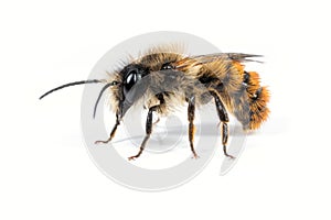 Male Mason Bee