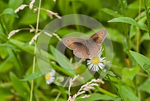 Male of meadow brown butterfly sitting on a camomile flower