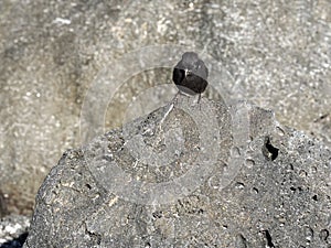 The male Medium ground finch, Geospiza fortis, on sandy beach, Tortuga Bay, Santa Cruz, Galapagos Islands, Ecuador