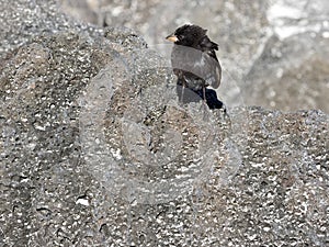 The male Medium ground finch, Geospiza fortis, on sandy beach, Tortuga Bay, Santa Cruz, Galapagos Islands, Ecuador
