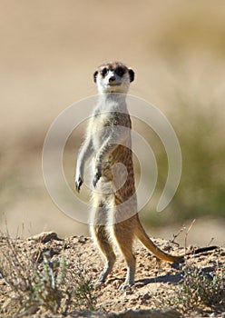 Male Meerkat or Suricate standing guard photo