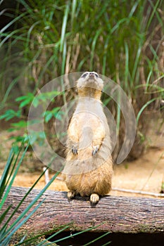 A Meerkat standing on a branch guarding its territory