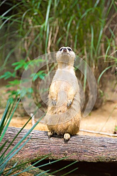 A Meerkat standing on a branch guarding its territory