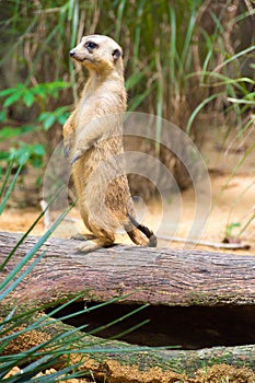 A Meerkat standing on a branch guarding its territory