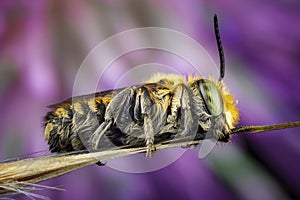 Male of Megachile sp. sleeping attached to a branch