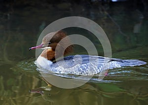 Male Merganser is an introduced species
