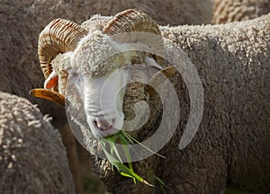 Male merino sheep eating ruzi grass in rural ranch farm