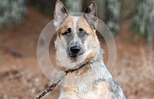 Male merle Cattle dog and German Shepherd mix breed dog outside on a leash