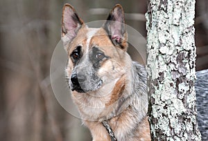 Male merle Cattle dog and German Shepherd mix breed dog outside on a leash