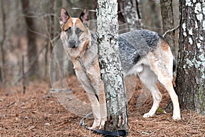 Male merle Cattle dog and German Shepherd mix breed dog outside on a leash