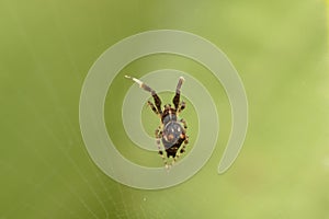 Male mesh weaver spider, Uloborus plumipes, uloboridae, photo