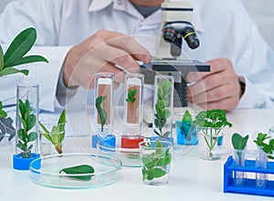 Male Microbiologist looking at a  green plant  . Medical scientist working in a modern food science laboratory with Advanced