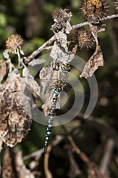 Male Migrant Hawker