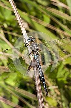 Male Migrant Hawker
