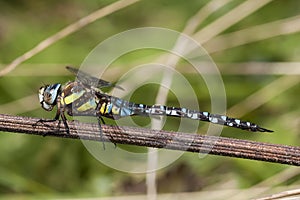 Male Migrant Hawker