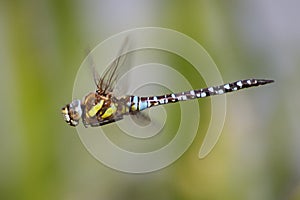 Male Migrant Hawker (Aeshna mixta)