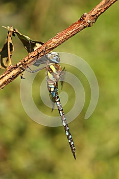 A male Migrant Hawker Dragonfly Aeshna mixta perched on a branch.