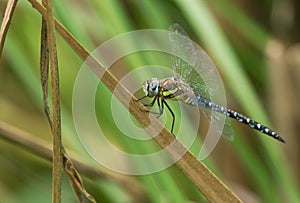 A male Migrant Hawker Dragonfly, Aeshna mixta, perching on a reed at the edge of a lake in the UK.