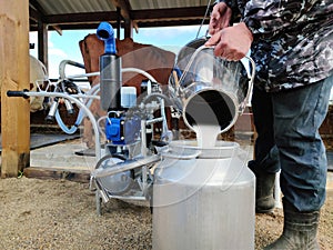 male milkman pours fresh milk from a cow with the help of an automated device for milking cows. concept of dairy