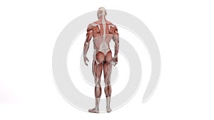 Male model with the muscle tissues mapping on his body rotating 360 degree