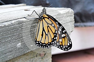 Male monarch