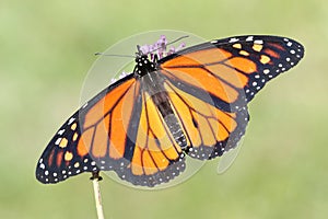 Male Monarch Butterfly danaus plexippus