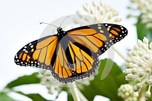Male Monarch Butterfly Danaus Plexippus with Clipping Path