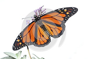 Male Monarch Butterfly danaus plexippus on White