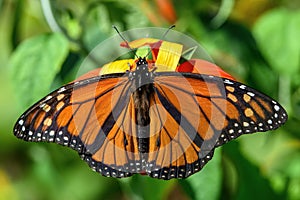 Male Monarch butterfly in the late summer sun.