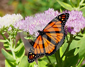 Male Monarch Butterfly with Open Wings on Joe Pye Weed Plant