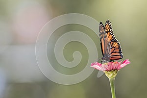 Male Monarch Butterfly on pink zinnia flower