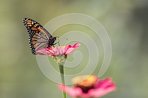 Male Monarch Butterfly on pink zinnia flower