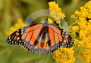 Male monarch on goldenrod Sheldon Lookout Humber Bay Shores Park