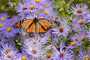 Male Monarch on Purple Aster photo