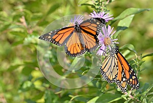 Male monarchs wings spread and in profile on New England asters photo
