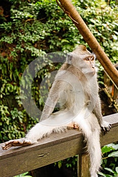 Male monkey hangs out with legs wide open close-up