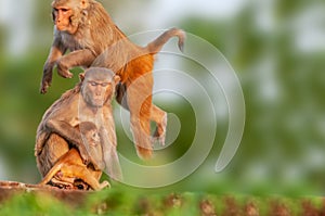 Monkey or Rhesus macaques