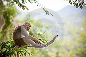 Monkey sitting on a tamarin branch.