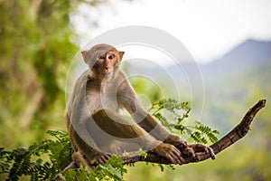 Male monkey sitting on a tamarin branch.