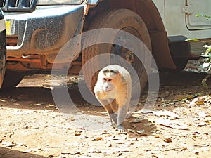 A male monkey is strutting around a car