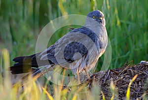 Male Montagu`s Harrier sits on hay stack in the morning